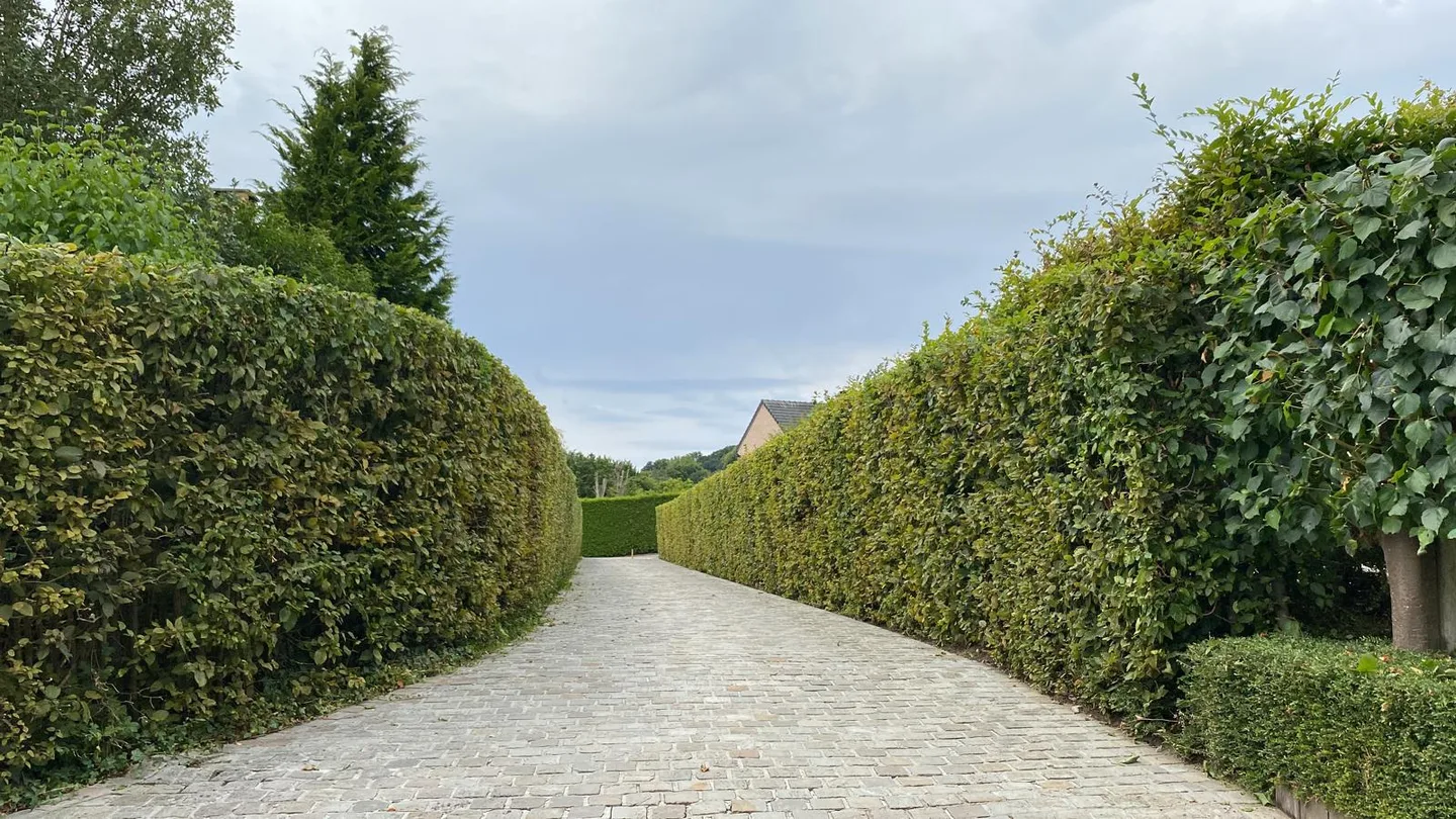 Allée pavée bordée de hautes haies taillées