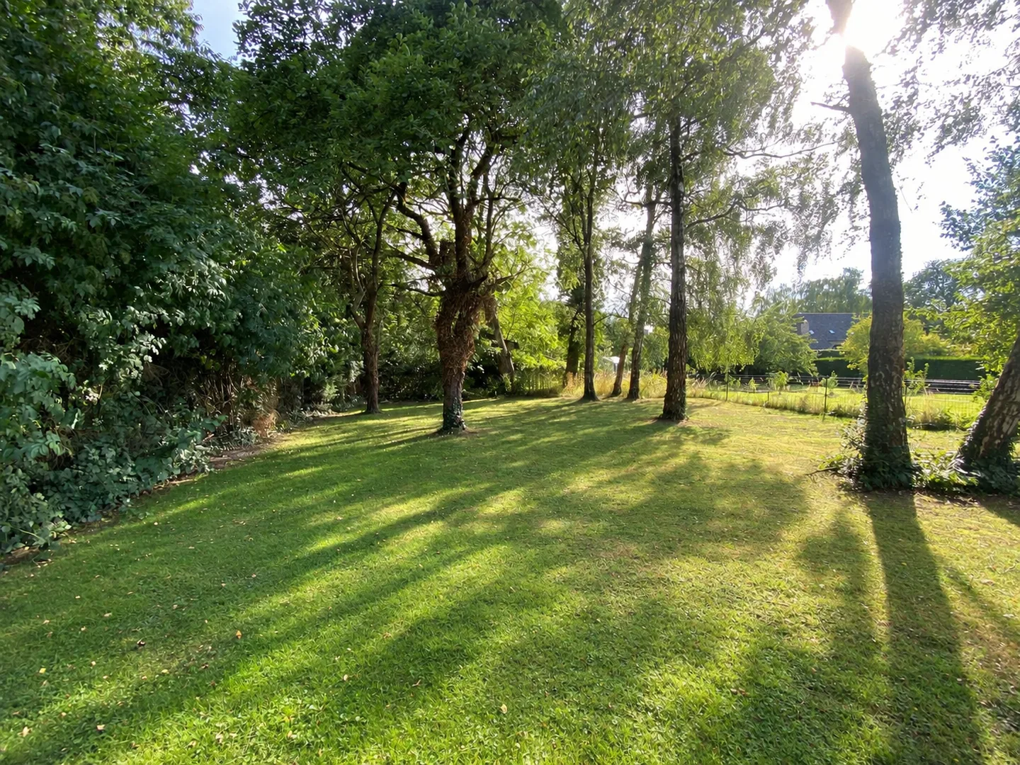 Vue retouchée de la pelouse sous les arbres d’un jardin arboré